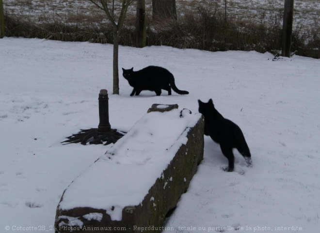 Photo de Chat domestique