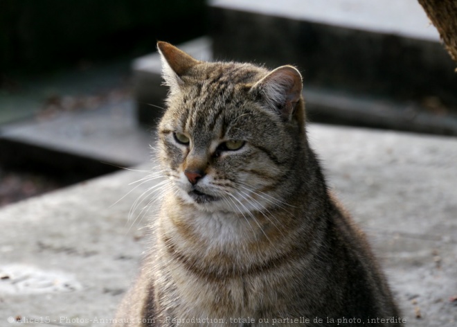 Photo de Chat domestique