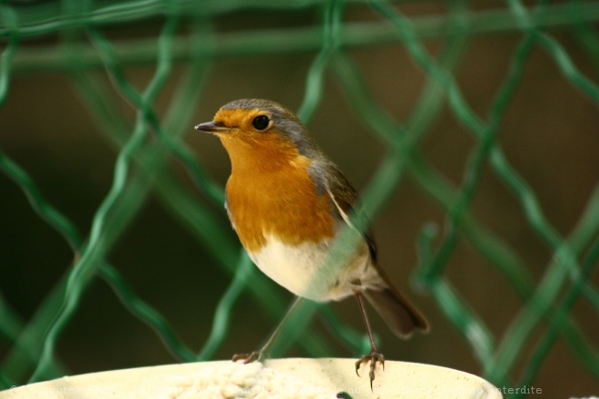 Photo de Rouge gorge