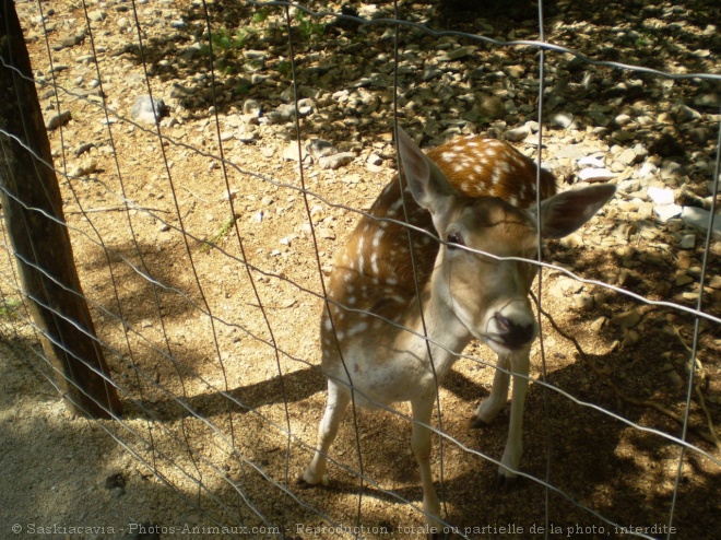 Photo de Biche