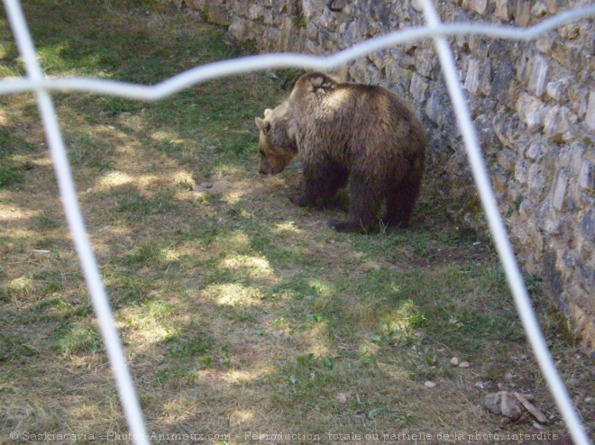 Photo d'Ours