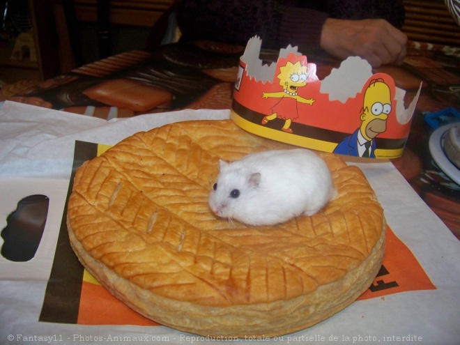 Photo de Hamster