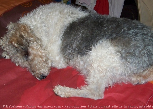 Photo de Fox terrier  poil dur