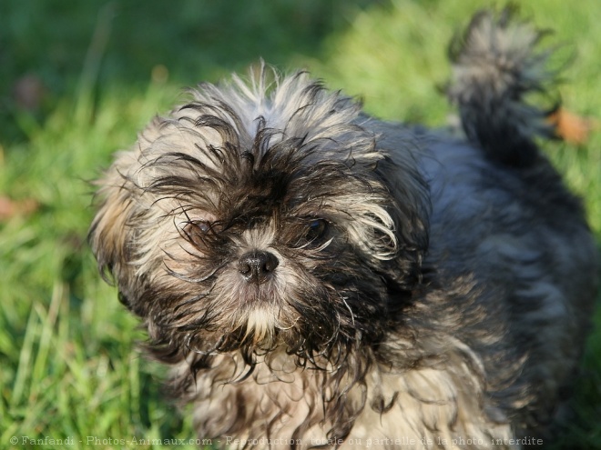 Photo de Shih tzu