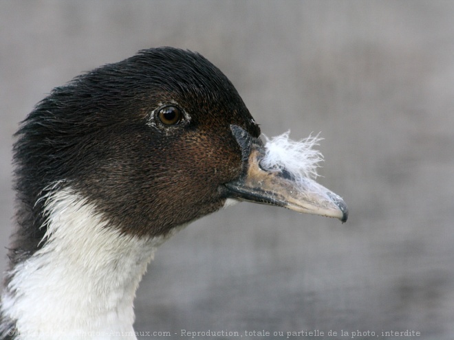 Photo de Canard