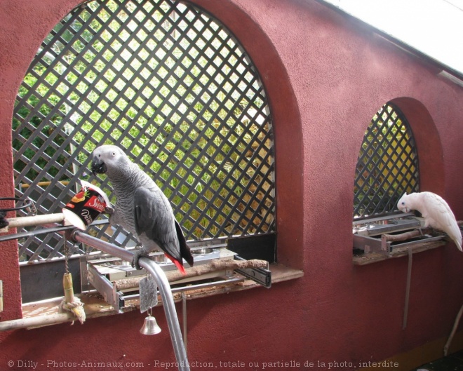 Photo de Perroquet - gris du gabon