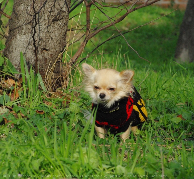 Photo de Chihuahua  poil long