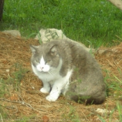 Photo de Chat domestique