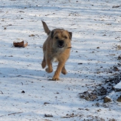 Photo de Border terrier