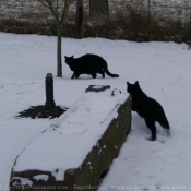 Photo de Chat domestique