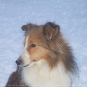 Photo de Chien de berger des shetland