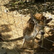 Photo de Biche