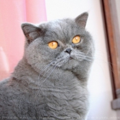 Photo de British shorthair