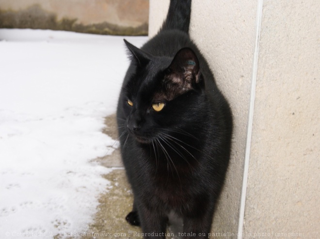 Photo de Chat domestique