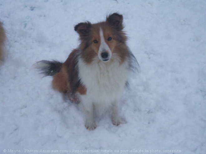 Photo de Chien de berger des shetland