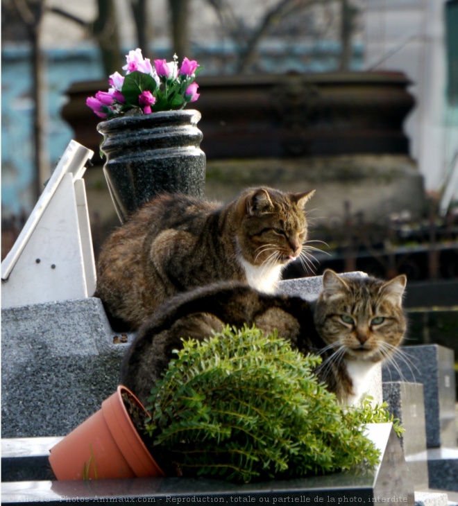 Photo de Chat domestique