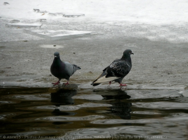 Photo de Pigeon