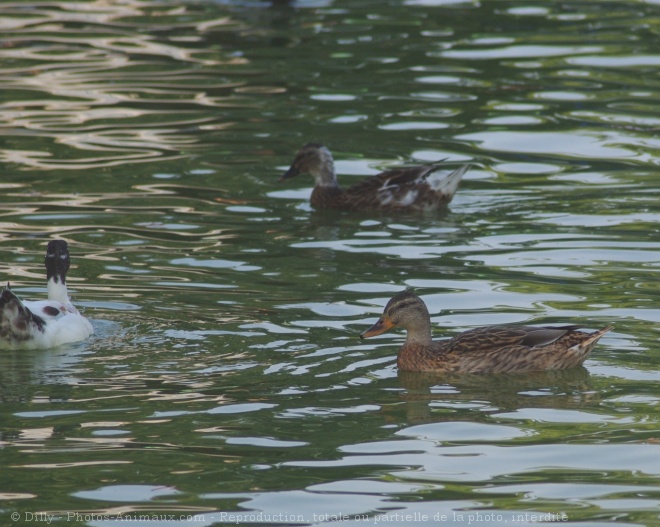 Photo de Canard colvert