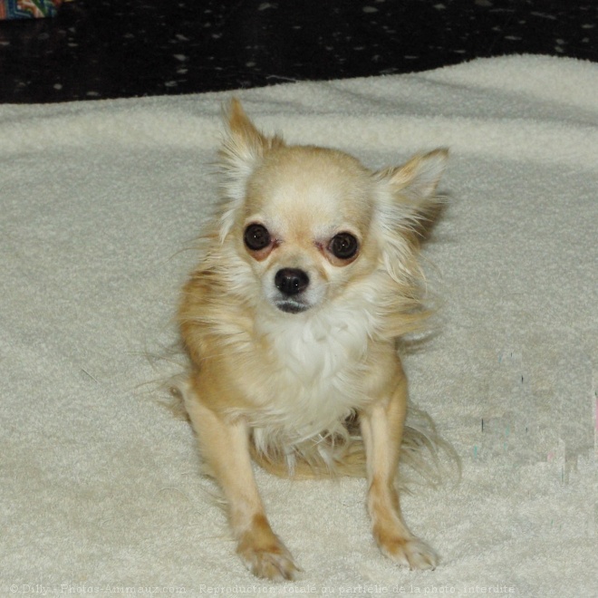 Photo de Chihuahua  poil long