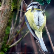 Photo de Msange bleue