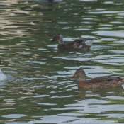 Photo de Canard colvert