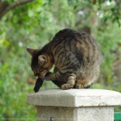 Photo de Chat domestique