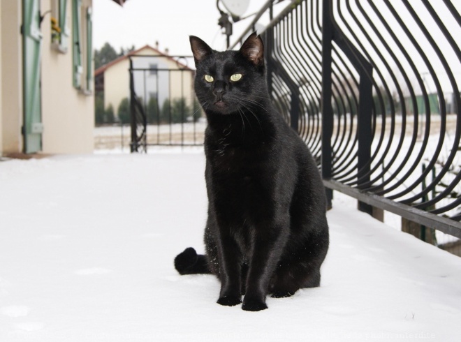 Photo de Chat domestique