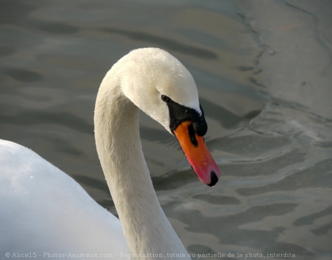 Photo de Cygne