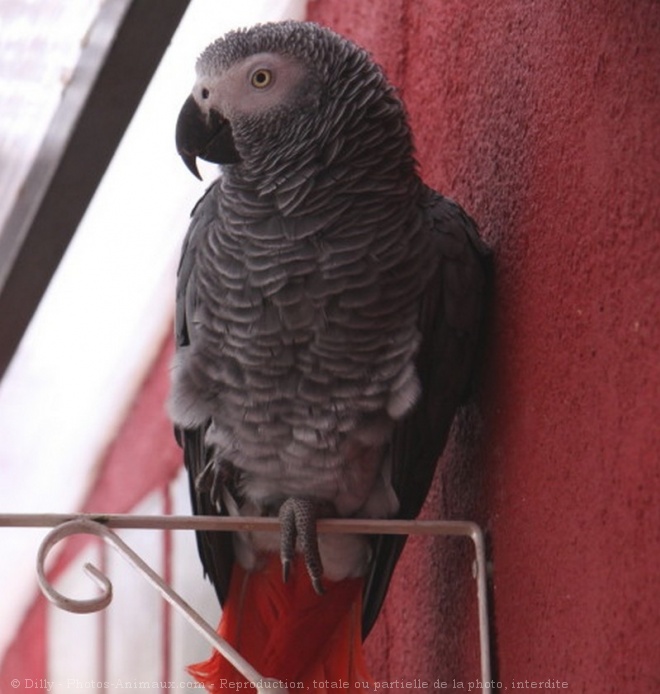 Photo de Perroquet - gris du gabon