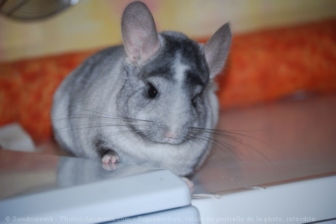 Photo de Chinchilla