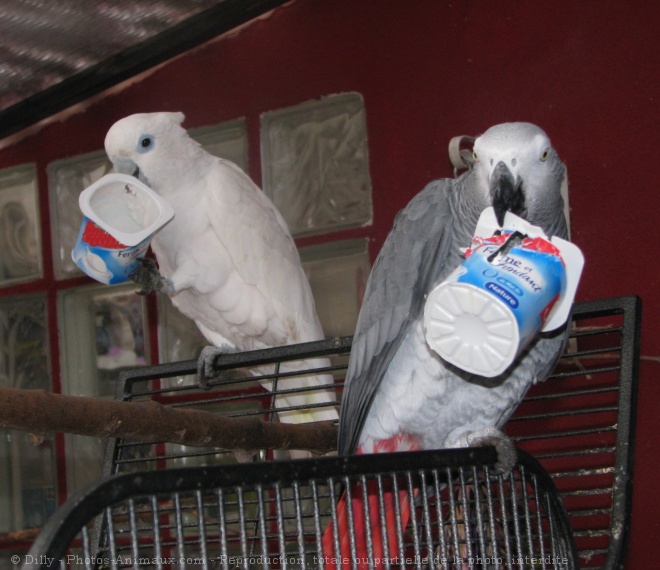 Photo de Perroquet - gris du gabon