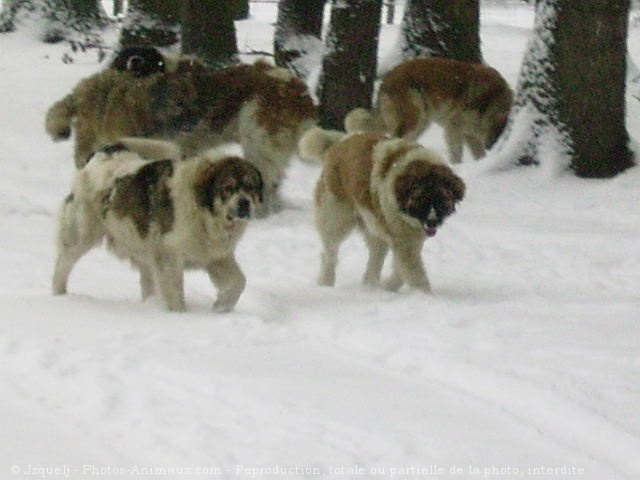 Photo de Berger du caucase