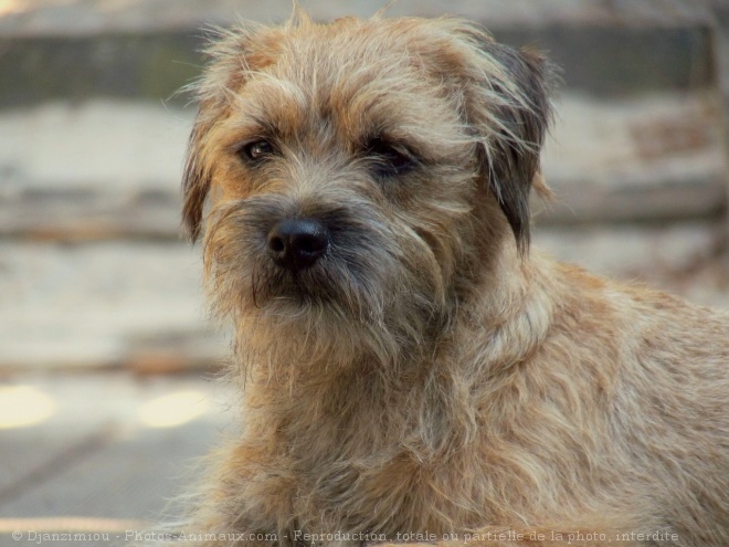 Photo de Border terrier