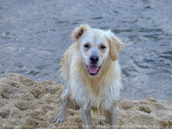 Photo de Golden retriever