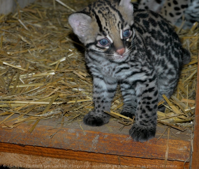 Photo D Ocelot Bebe Ocelot N Sur Photos Animaux Com