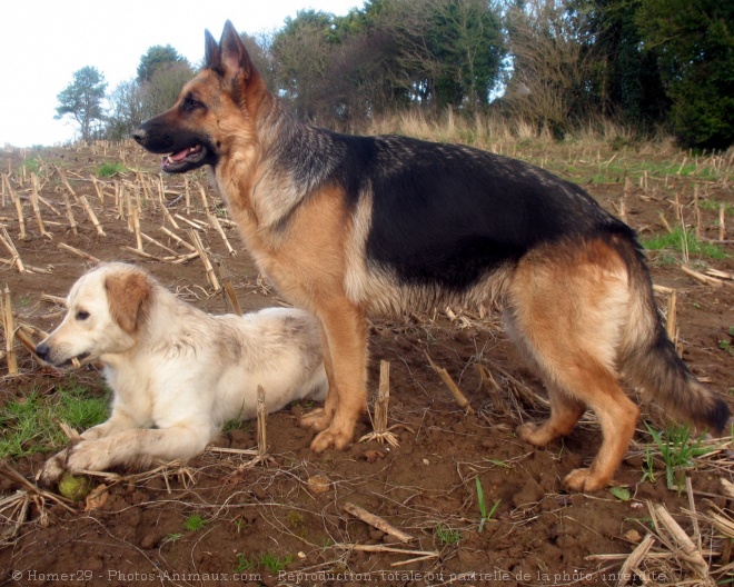 Photo de Races diffrentes