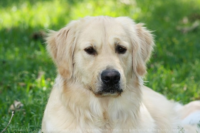 Photo de Golden retriever