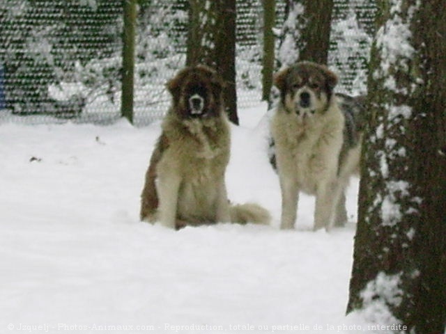 Photo de Berger du caucase