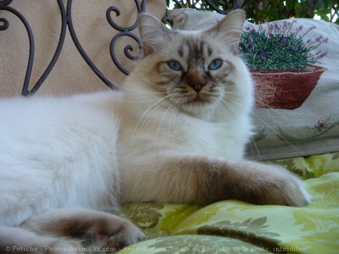 Photo de Ragdoll