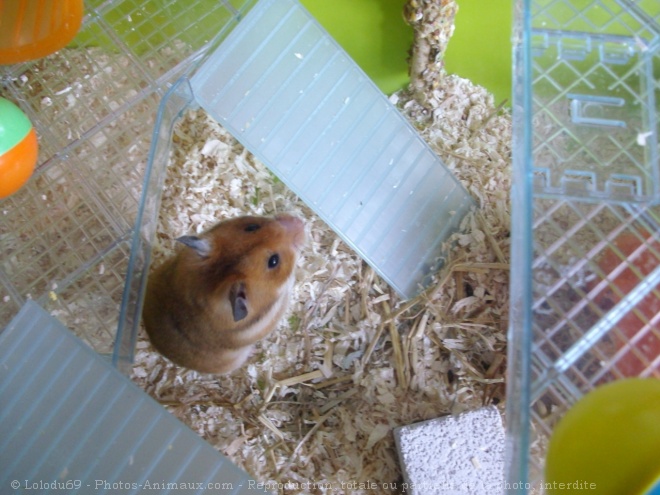 Photo de Hamster