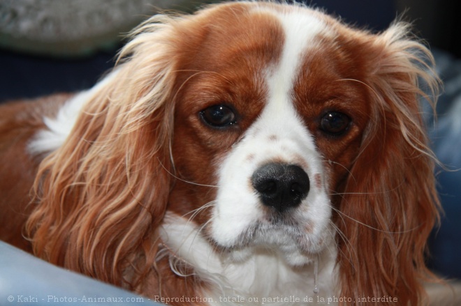 Photo de Cavalier king charles spaniel