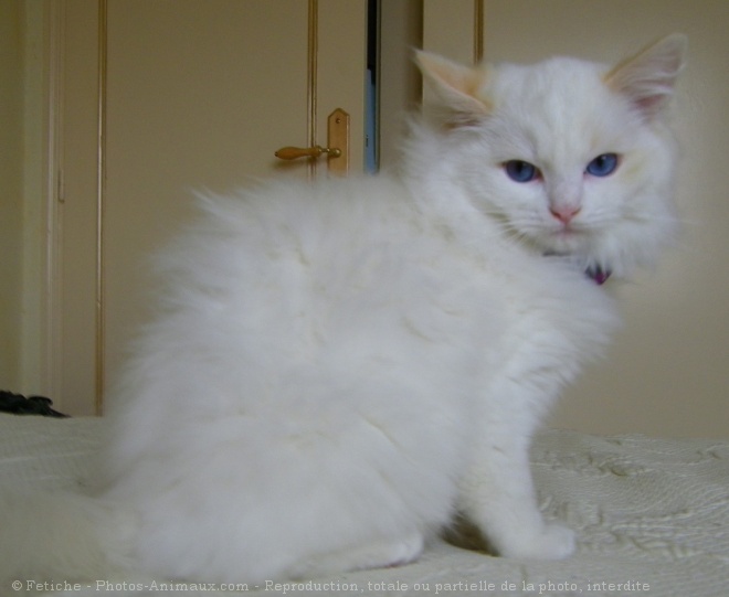 Photo de Ragdoll