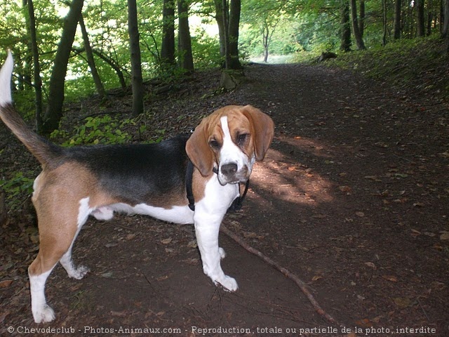 Photo de Beagle