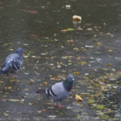 Photo de Pigeon