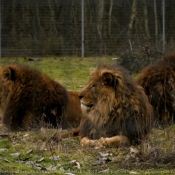 Photo de Lion