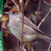 Photo de Fauvette