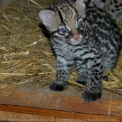 Photo d'Ocelot