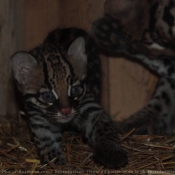 Photo d'Ocelot