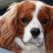 Photo de Cavalier king charles spaniel