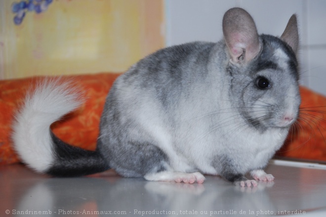 Photo de Chinchilla